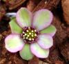Show product details for Hepatica japonica Hatsune